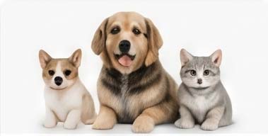 Nhà có thú cưng giải pháp nào tốt?